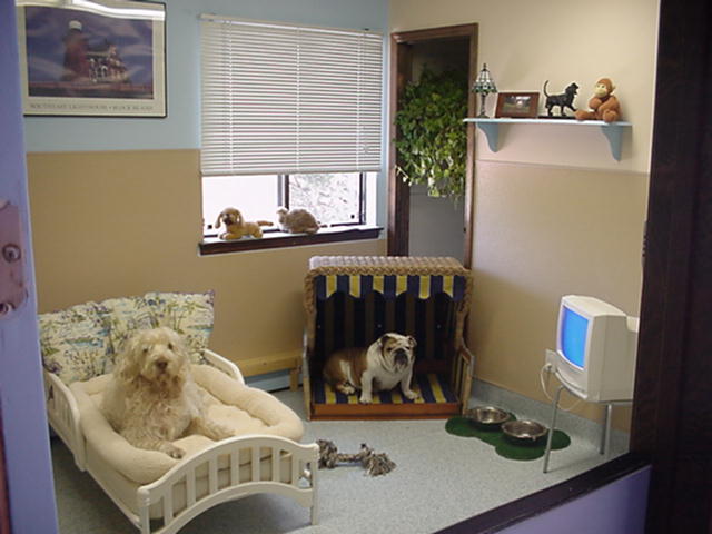 Dogs in a Small Room