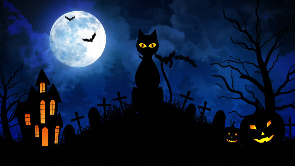 Halloween Cat Halloween